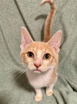 Colby -  Domestic Short Hair Cat for Adoption in Port Washington, Wisconsin - Colby | PetCurious