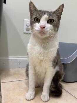 Rhaenyra -  Domestic Short Hair Cat for Adoption in Fall River, Massachusetts - Rhaenyra | PetCurious