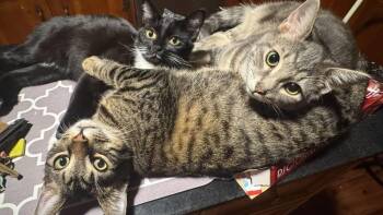 Ross -  Domestic Short Hair Cat for Adoption in Alafaya, Florida - Ross | PetCurious