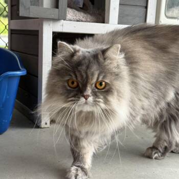 Belle -  Persian Cat for Adoption in Reading, Vermont - Belle | PetCurious