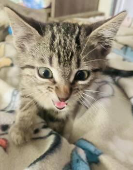 Rescue Tabby Cats for Adoption in Arlington, Texas - Onyx | PetCurious