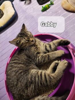 Rescue Domestic Short Hair Cats for Adoption in Ottawa, Ontario - GABBY (F) TABBY 4mths | PetCurious