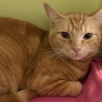 Roni Weasley -  Domestic Short Hair Cat for Adoption in Temecula, California - Roni Weasley | PetCurious