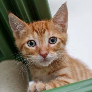 Donald -  Domestic Short Hair Cat for Adoption in Bradenton, Florida - Donald | PetCurious