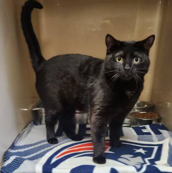 Domestic Short Hair Cats Available for Adoption in Clayton, New Jersey - Bartholomew  | PetCurious