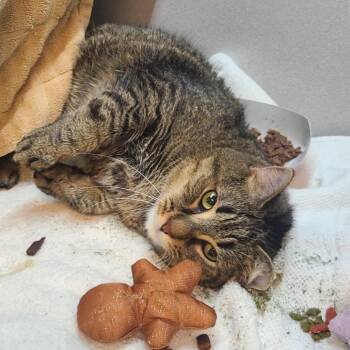 Lufi -  Domestic Short Hair Cat for Adoption in Pittsburgh, Pennsylvania - Lufi | PetCurious
