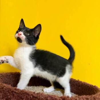 Moo -  Domestic Short Hair Cat for Adoption in Buford, Georgia - Moo | PetCurious