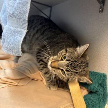 Domestic Short Hair Cats Available for Adoption in Pittsburgh, Pennsylvania - Puddy | PetCurious