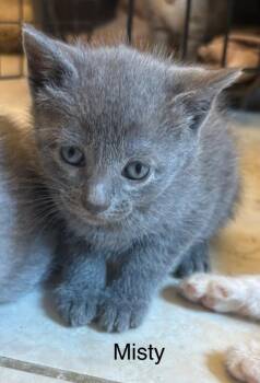 Misty -  Domestic Short Hair Cat Available for Adoption in The Woodlands, Texas - Misty | PetCurious