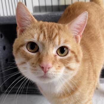 Pomodoro -  American Shorthair Cat for Adoption in Philadelphia, Pennsylvania - Pomodoro | PetCurious