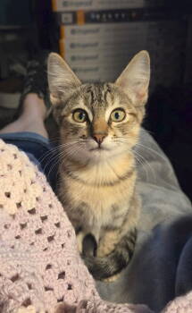 Rescue Tabby Cats for Adoption in Plano, Texas - Hallie Peo | PetCurious