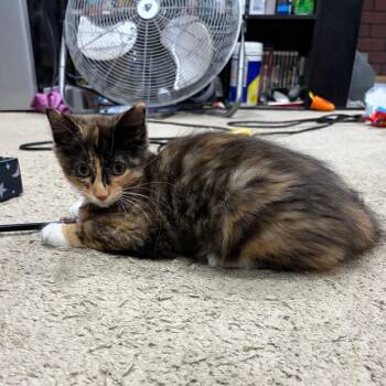 Penny -  Domestic Long Hair Cat for Adoption - Penny | PetCurious