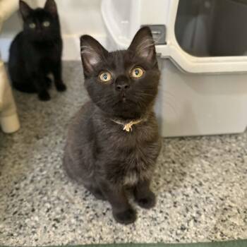 Domestic Medium Hair Cats Available for Adoption - Benford | PetCurious