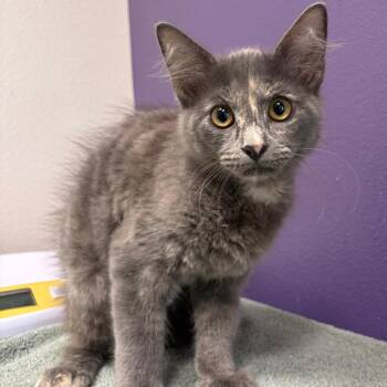 mola -  Domestic Medium Hair Cat for Adoption in Englewood, Florida - Mola | PetCurious