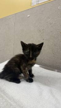Starling -  Domestic Short Hair Cat for Adoption in Honolulu, Hawaii - Starling | PetCurious