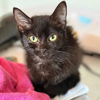 Elsa -  Domestic Short Hair Cat for Adoption in Cumming, Georgia - Elsa | PetCurious