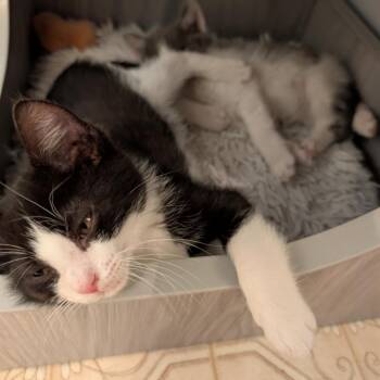 Rescue Domestic Short Hair Cats for Adoption in Bloomington, Illinois - Gremlin | PetCurious