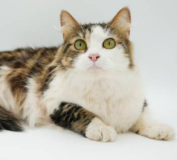 Beth is a OMG smooshy mushy love muffin - therapy sweet VIDEO to -  Ragdoll and Persian Cat for Adoption in Bedford Hills, New York - Beth Is A OMG Smooshy Mushy Love Muffin - Therapy Sweet VIDEO To | PetCurious