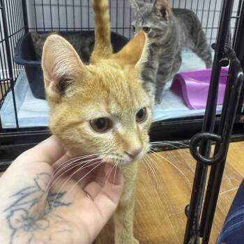 Tibetan -  Domestic Short Hair Cat for Adoption in Corbin, Kentucky - Tibetan | PetCurious