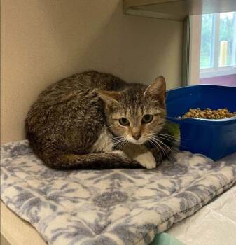 Jess -  Domestic Short Hair Cat Available for Adoption in Ontario, Ohio - Jess | PetCurious
