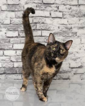 Misty - Can be a single pet -  Tortoiseshell and American Shorthair Cat for Adoption in Tuscaloosa, Alabama - Misty - Can Be A Single Pet | PetCurious