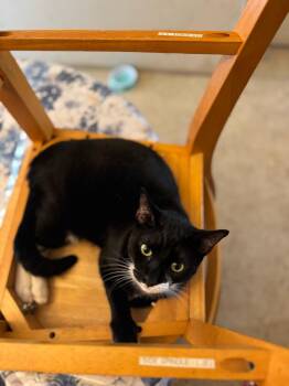Rescue Domestic Short Hair Cats for Adoption in South Miami, Florida - Alfie | PetCurious