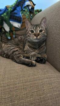 Domestic Short Hair and Torbie Cats Available for Adoption - Emmie Sparkles | PetCurious
