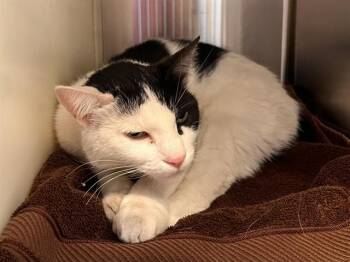 BIG MAC -  Domestic Short Hair Cat for Adoption in Colorado Springs, Colorado - BIG MAC | PetCurious