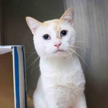 Domestic Short Hair Cats Available for Adoption in Atlanta, Georgia - Benny B | PetCurious