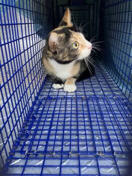6129 UNIV HLS -  Domestic Short Hair Cat for Adoption in Dallas, Texas - 6129 UNIV HLS | PetCurious
