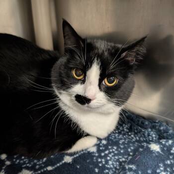 Rescue Domestic Short Hair Cats for Adoption in Spokane, Washington - Momo | PetCurious