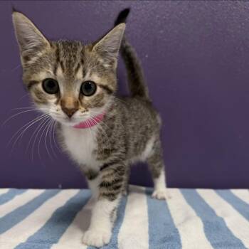 Domestic Short Hair Cats Available for Adoption in Englewood, Florida - Tazo | PetCurious