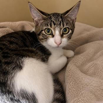 Nora -  Domestic Short Hair Cat for Adoption in Sarasota, Florida - Nora | PetCurious