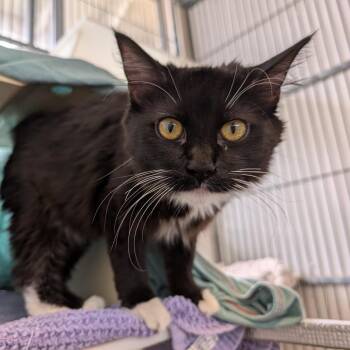 Domestic Long Hair and Domestic Short Hair Cats Available for Adoption in Goleta, California - Lady Mary | PetCurious