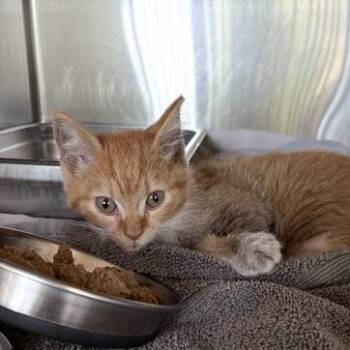 Dorito -  Domestic Short Hair Cat for Adoption in Asheville, North Carolina - Dorito | PetCurious