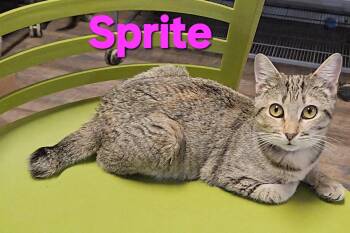 Rescue Torbie Cats for Adoption in Macon, Georgia - Sprite | PetCurious