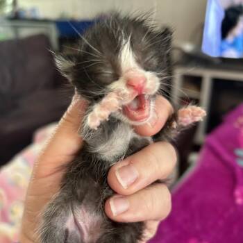Riff -  Domestic Short Hair Cat for Adoption in Belton, Missouri - Riff | PetCurious