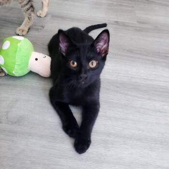 Rooibos -  Domestic Short Hair Cat for Adoption in Apex, North Carolina - Rooibos | PetCurious