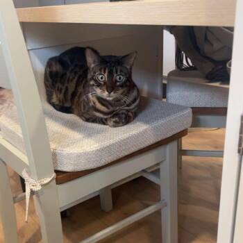 Yrsa -  Bengal Cat for Adoption in Chico, California - Yrsa | PetCurious