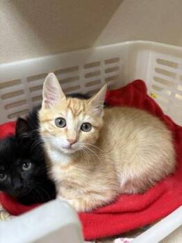 93238a Cacio -  Domestic Short Hair Cat for Adoption in North Charleston, South Carolina - 93238a Cacio | PetCurious