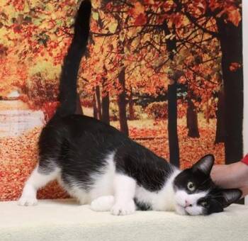 Domestic Medium Hair and Domestic Short Hair Cats Available for Adoption in West Chester, Pennsylvania - Cue | PetCurious