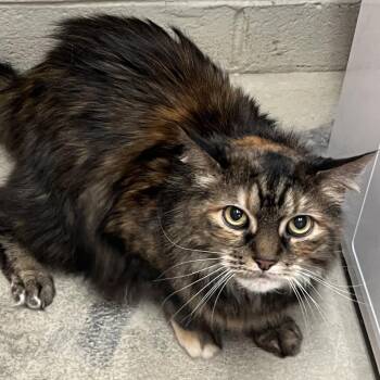 Domestic Long Hair Cats Available for Adoption in New York, New York - Abby | PetCurious