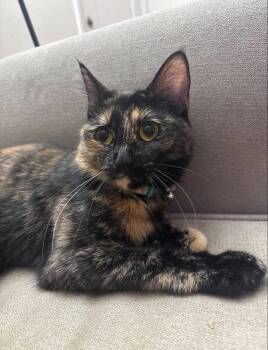 Samosa -  Domestic Short Hair Cat for Adoption in Long Beach, California - Samosa | PetCurious