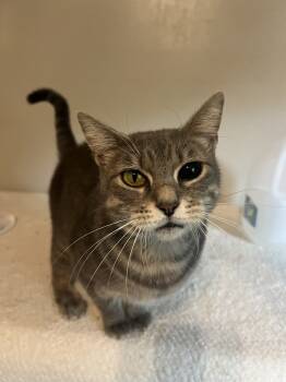 Rescue Domestic Short Hair and Tabby Cats for Adoption in Dallas, Texas - June | PetCurious