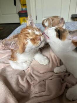 Lionel 2 -  Domestic Short Hair Cat for Adoption in Arthur, Ontario - Lionel 2 | PetCurious