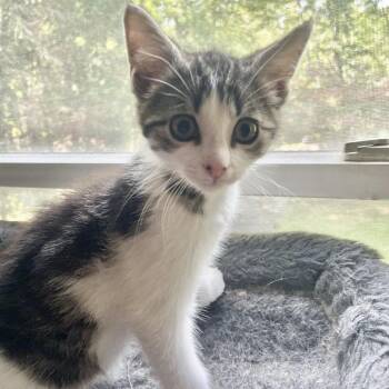 Domestic Short Hair Cats Available for Adoption in Fredericksburg, Virginia - Lava Diver | PetCurious