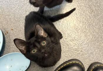 Robb -  Domestic Short Hair Cat for Adoption in Fort Collins, Colorado - Robb | PetCurious