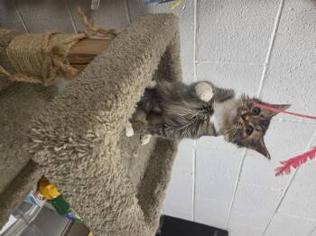 Jimothy -  Domestic Long Hair Cat for Adoption in Las Vegas, Nevada - Jimothy | PetCurious