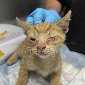 Circus -  Domestic Short Hair Cat for Adoption in Summerville, South Carolina - Circus | PetCurious