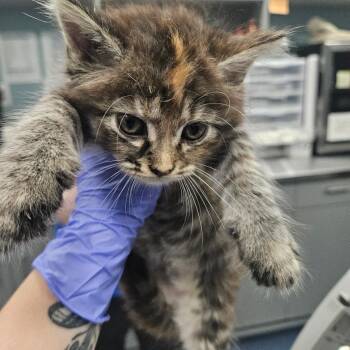 Wilderness -  Domestic Short Hair Cat for Adoption in Greensboro, North Carolina - Wilderness | PetCurious